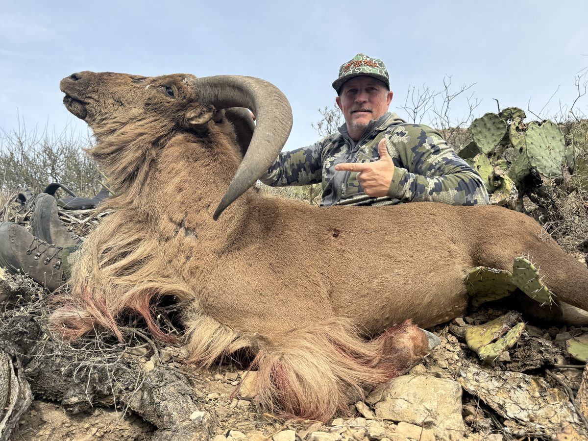 Aoudad ram taken on a West Texas hunt with Rockin' B Outdoors
