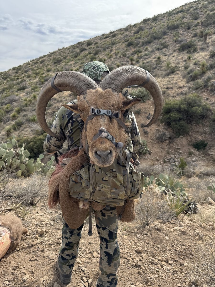 Aoudad ram taken on a West Texas hunt