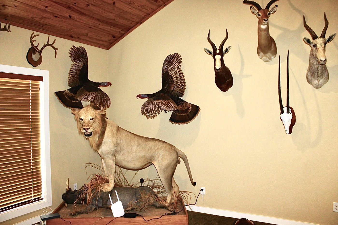 Trophy room at the lodge